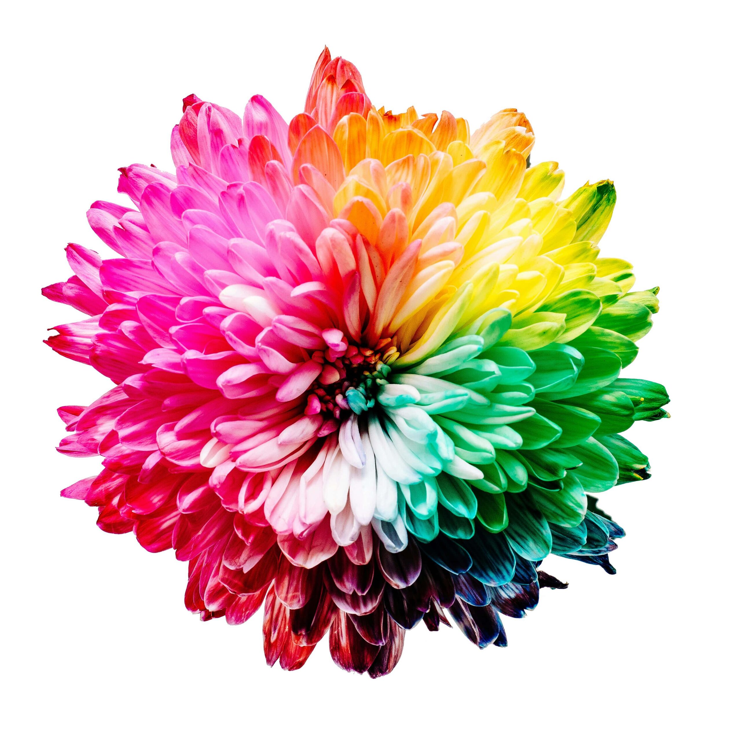 Rainbow_colourful_flower_sharon-pittaway-iMdsjoiftZo-unsplash-min